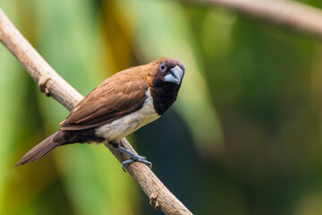 The Javan munia (Lonchura leucogastroides) is a species of estrildid finch native to southern Sumatra, Java, Bali and Lombok islands in Indonesia. - obrazy, fototapety, plakaty