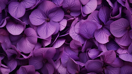 African Violet flower petals in deep purple floral background image - obrazy, fototapety, plakaty