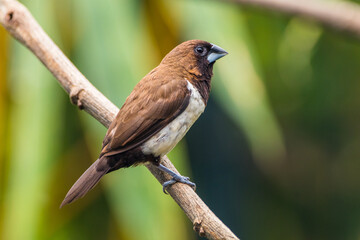 The Javan munia (Lonchura leucogastroides) is a species of estrildid finch native to southern Sumatra, Java, Bali and Lombok islands in Indonesia.