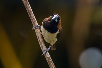 The Javan munia (Lonchura leucogastroides) is a species of estrildid finch native to southern Sumatra, Java, Bali and Lombok islands in Indonesia.