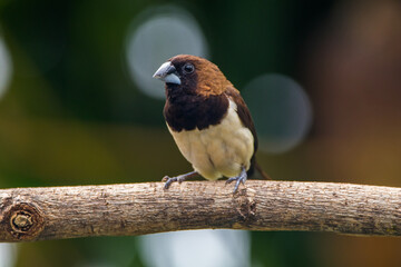 The Javan munia (Lonchura leucogastroides) is a species of estrildid finch native to southern Sumatra, Java, Bali and Lombok islands in Indonesia.