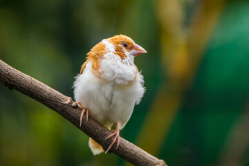 The true finches are small to medium-sized passerine birds in the family Fringillidae.