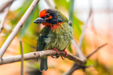 The coppersmith barbet (Psilopogon haemacephalus), also called crimson-breasted barbet and coppersmith