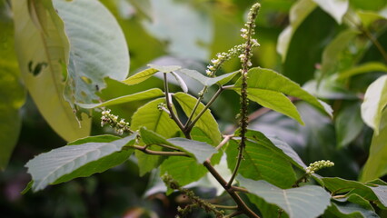 Allophylus africanus (African False Currant, Black Bastard Currant, Black False Currant, Inqala). This plant is a shrubby plant about 10m tall whose flower is white, cream, yellow or green