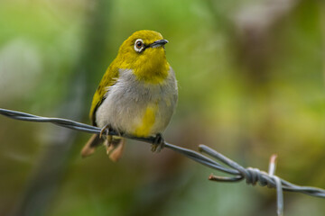 The Javan white-eye (Zosterops flavus) is a bird species in the family Zosteropidae that occurs in Java and Borneo