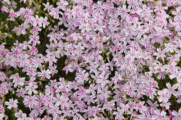 background of pink phloxes close-up blooming in the garden