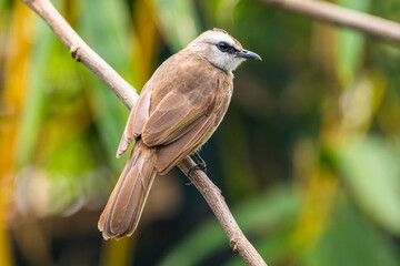 The yellow-vented bulbul (Pycnonotus goiavier), or eastern yellow-vented bulbul, is a member of the bulbul family of passerine birds