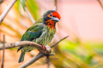 The coppersmith barbet (Psilopogon haemacephalus), also called crimson-breasted barbet and coppersmith