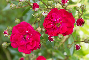 red rose close-up on a bush in the garden