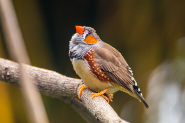 The zebra finches are two species of estrildid finch in the genus Taeniopygia found in Australia and Indonesia.