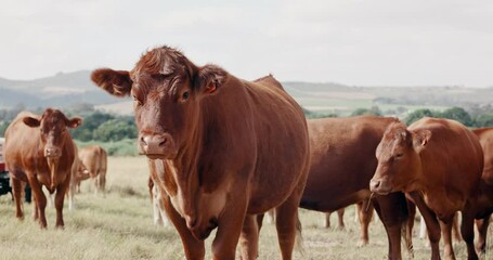 Sustainability, farming and group of cows on field, portrait of animals in countryside with mountains on landscape. Nature, grass and cattle grazing on farm with agriculture, land or morning on ranch