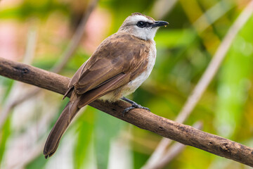 The yellow-vented bulbul (Pycnonotus goiavier), or eastern yellow-vented bulbul, is a member of the bulbul family of passerine birds