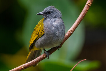 The grey-bellied bulbul (Ixodia cyaniventris) is a species of songbird in the bulbul family. It is found on the Malay Peninsula, Sumatra and Borneo. - obrazy, fototapety, plakaty