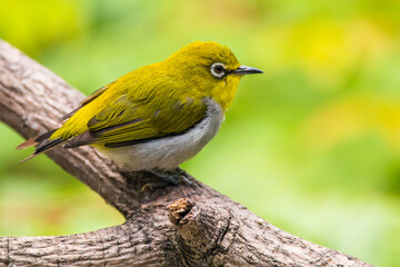 The Javan white-eye (Zosterops flavus) is a bird species in the family Zosteropidae that occurs in Java and Borneo