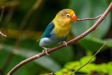 Fischer's lovebird (Agapornis fischeri) is a small parrot species of the genus Agapornis. - obrazy, fototapety, plakaty