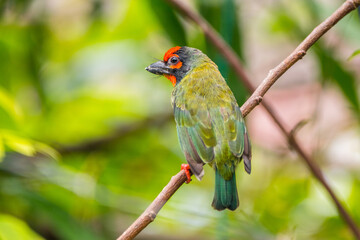 The coppersmith barbet (Psilopogon haemacephalus), also called crimson-breasted barbet and coppersmith