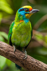 The red-throated barbet (Psilopogon mystacophanos) is a species of bird in the family Megalaimidae