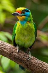 The red-throated barbet (Psilopogon mystacophanos) is a species of bird in the family Megalaimidae