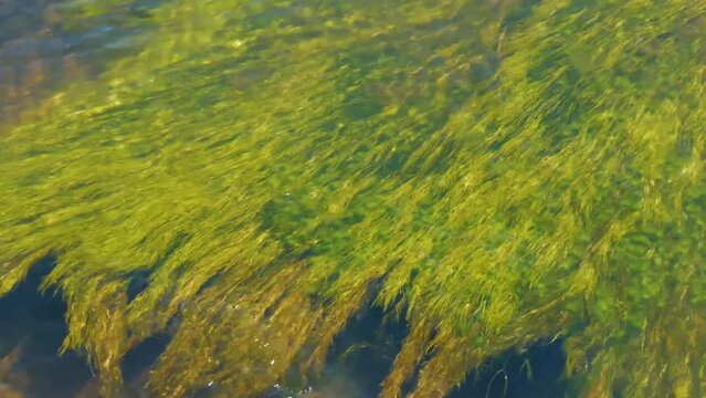 Green seagrass hover in the water. Seaweed is a common aquatic plant. Zostera marina grows in the river, lake, sea or in the ocean. 