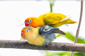 Fischer's lovebird (Agapornis fischeri) is a small parrot species of the genus Agapornis.