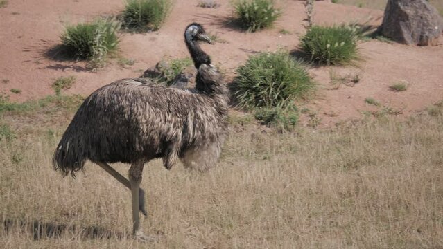 Shot of a walking emu in a deserted area.
