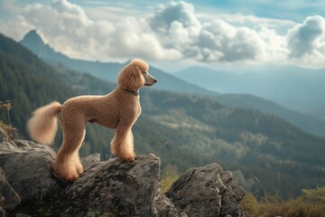 A proud Poodle standing on a rocky cliff overlooking a breathtaking mountain vista, Copy Space.