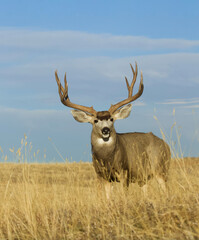 Large Mule Deer Buck with trophy antlers in grassy meadow with blue sky