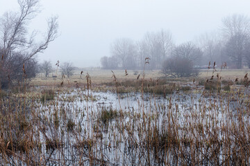 A lake surrounded by tall grass and trees under a cloudy sky.