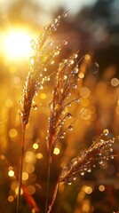 Dew glistens on grass tips basking in sunrise, gold light, early morning freshness, nature's peace. - obrazy, fototapety, plakaty