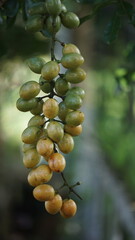 Fibraurea tinctoria (Akar badi, Akar Kinching Kerbau, Akar kunyit, Akar penawar, Sekunyit). This plant has long been known as the native Borneo used in traditional medicine to treat diabetes