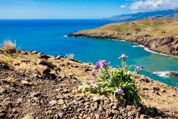 The landscape of Madeira. In the foreground, vibrant purple flowers are visible, contrasting with...