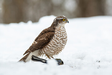 A sparrowhawk has caught a big tit and will eat it soon