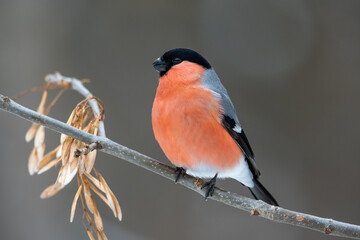 Red-breasted bullfinch pecks ash seeds