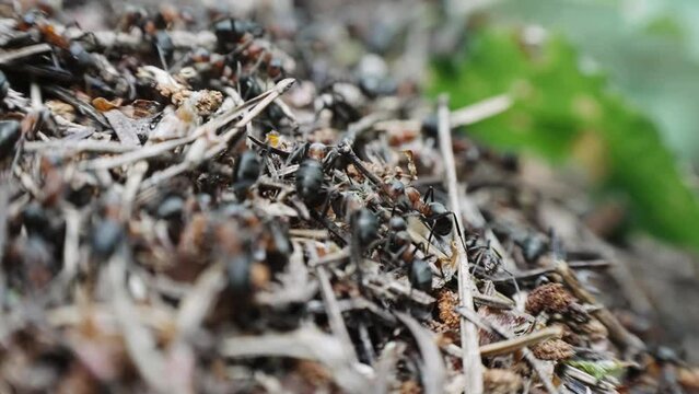 Black ants colony on the ground anthill, selective focus cinematic shot