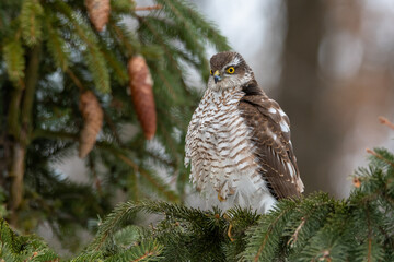 A handsome sparrowhawk sits on a fir branch with cones in a winter forest