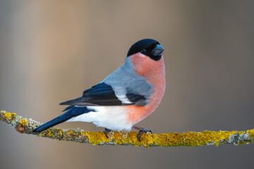 Red-breasted bullfinch on a branch with lichen - obrazy, fototapety, plakaty