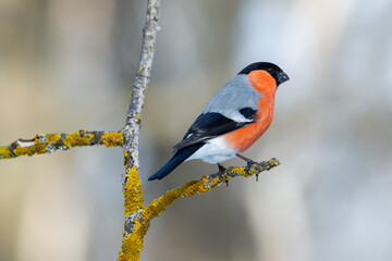 Red-breasted bullfinch on a branch with lichen