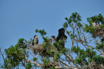 great cormorant, Phalacrocorax carbo sinensis, sitting in their nesting colony high up in the tree...
