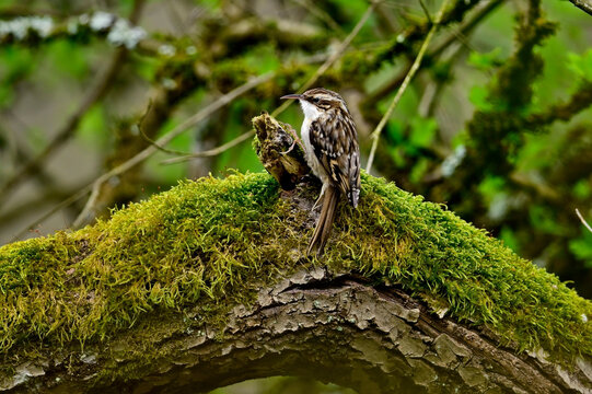 Short-toed treecreeper // Gartenbauml&auml;ufer (Certhia brachydactyla)