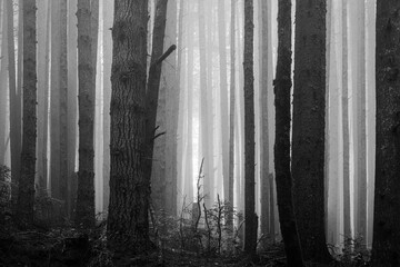 Black And White Tree Trunks Fade Into The Distance Through The Thick Fog