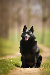 Young female of schipperke is sitting in grass. She has so nice face. She is so patient model.	
