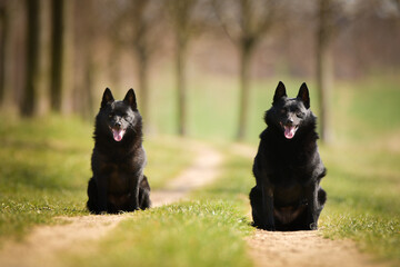 Two dogs of schipperke are sitting in grass. Summer day in nature with dogs. walk with dog	
