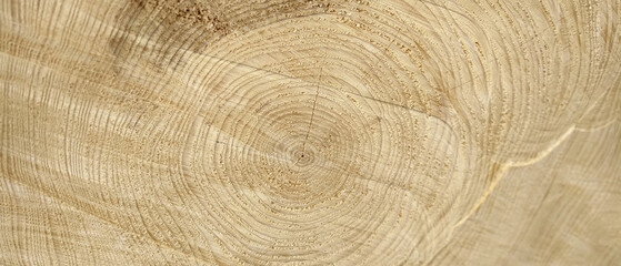 Wood Texture Wavy Ring Slice Tree Stump Top View Stock