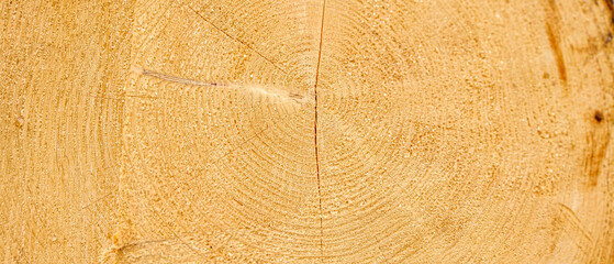 Wood Texture Wavy Ring Slice Tree Stump Top View Stock