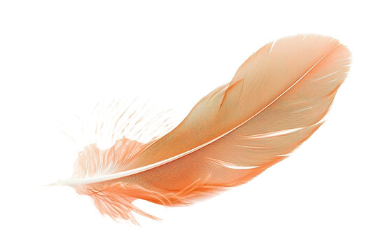 Fototapeta feather isolated on white background