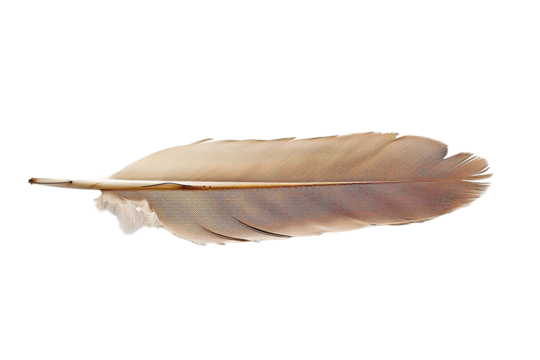 feather isolated on white background