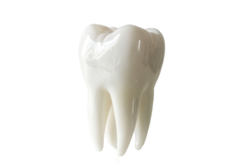 tooth isolated on white background