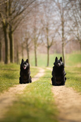 Obraz na płótnie Canvas Two dogs of schipperke are sitting in grass. Summer day in nature with dogs. walk with dog 