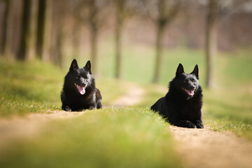 Obraz na płótnie Canvas Two dogs of schipperke are laying in grass. Summer day in nature with dogs. walk with dog. 