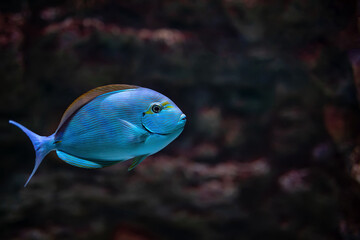 tropical marine fish Acanthurus mata close-up